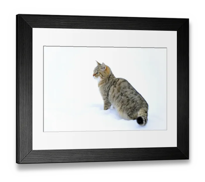 Framed Print : Wildcat (Felis silvestris), juvenile in winter
