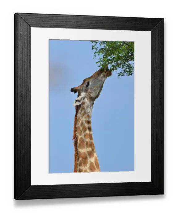 Framed Print : South African giraffe or cape giraffe (Giraffa giraffa giraffa)