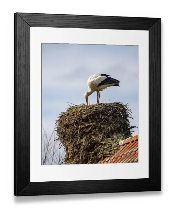 Framed Print : White storks, in the stork care centre Wesermarsch