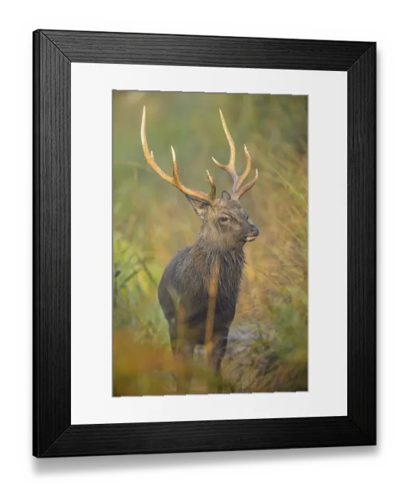 Framed Print : Sika Deer (Cervus nippon), male at morning, autumn