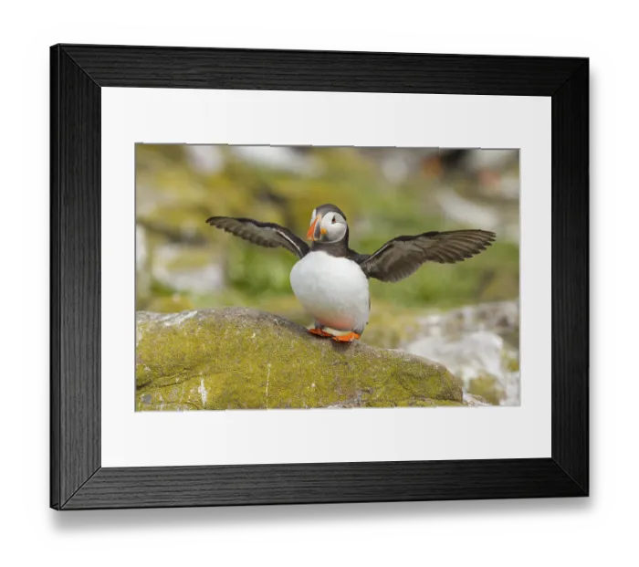 Framed Print : Atlantic Puffin (Fratercula arctica)