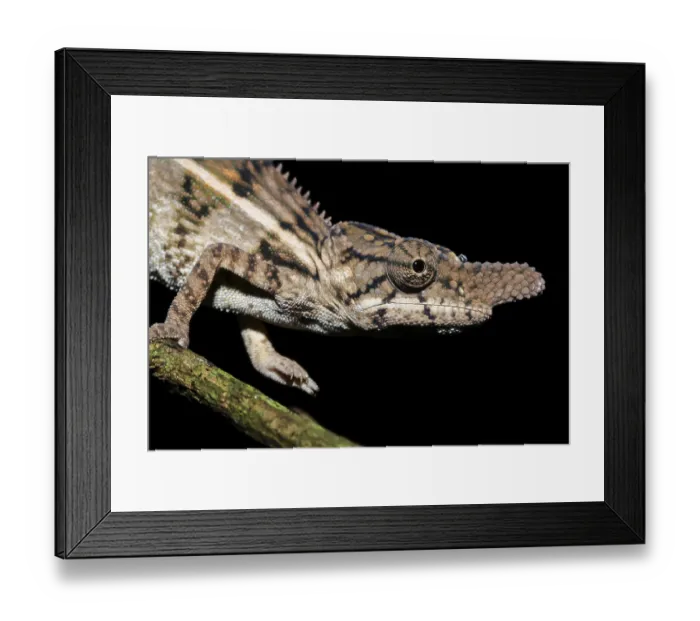 Framed Print : Rhino chameleon (Furcifer rhinoceratus)