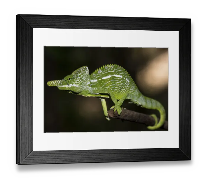 Framed Print : Labord's chameleon (Furcifer labordi) Framed Print : Labord's chameleon (Furcifer labordi)