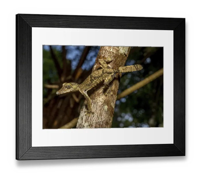 Framed Print : Giant flat-tailed gecko (Uroplatus cf)