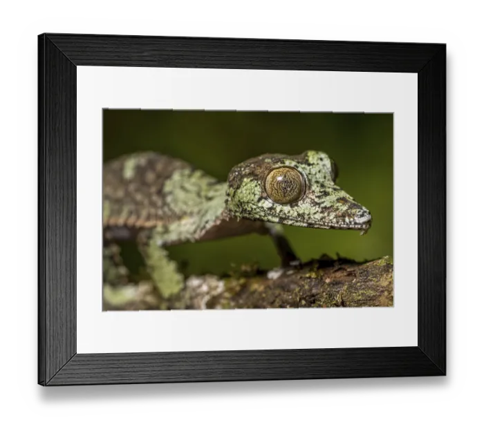 Framed Print : Mossy leaf-tailed gecko (Uroplatus sikorae)