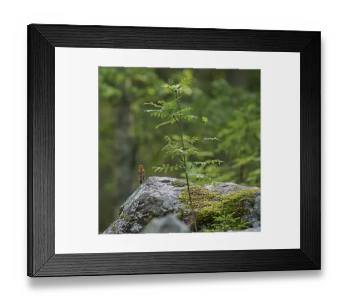 Framed Print : Robin (Erithacus rubecula), Karelia