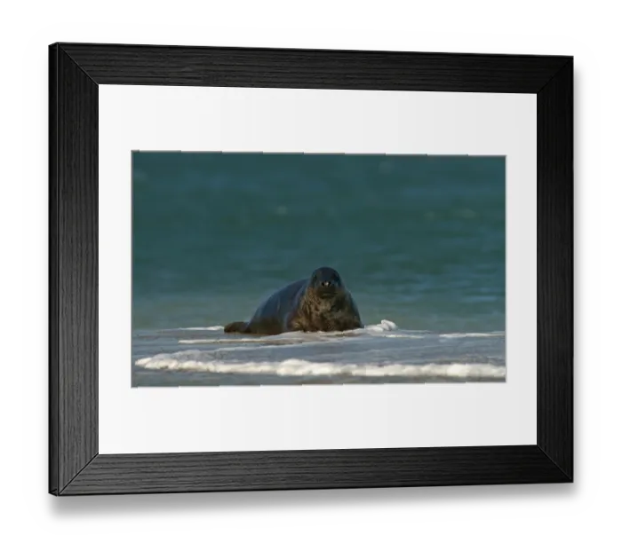 Framed Print : Grey Seal (Halichoerus grypus)