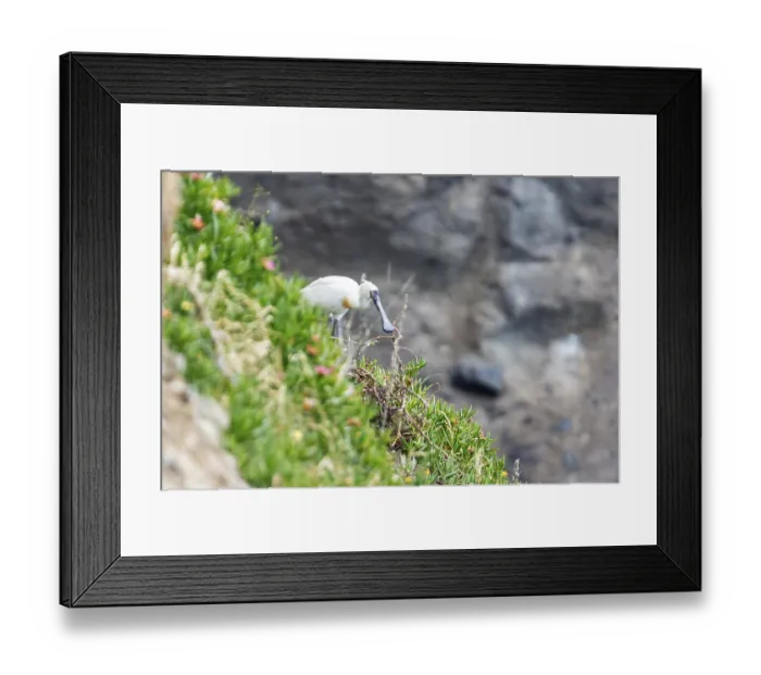 Framed Print : Royal spoonbill (Platalea regia)