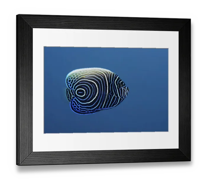 Framed Print : Juvenile Emperor Angelfish (Pomacanthus imperator)