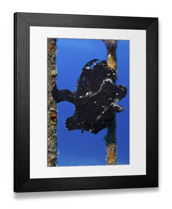 Framed Print : Painted anglerfish (Antennarius pictus)
