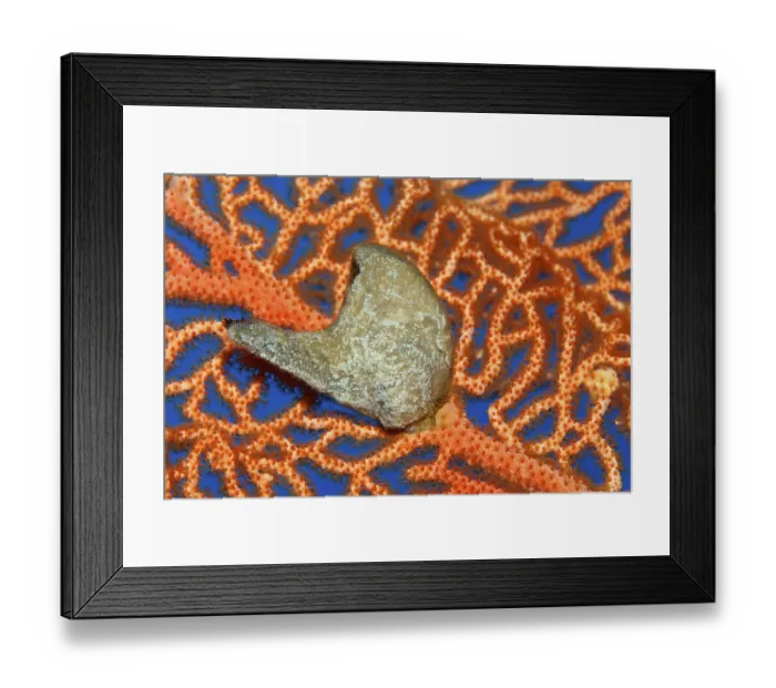 Framed Print : Egyptian Winged Oyster (Pteria aegyptaica) shell on a Gorgonian or Sea Fan Framed Print : Egyptian Winged Oyster (Pteria aegyptaica) shell on a Gorgonian or Sea Fan