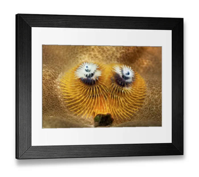 Framed Print : Christmas Tree Worms (Spirobranchus giganteus) Framed Print : Christmas Tree Worms (Spirobranchus giganteus)