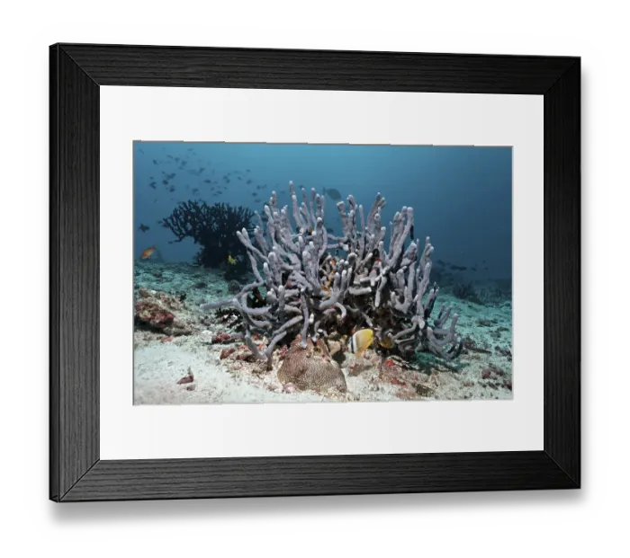 Framed Print : Sponge (Cribrochalina sp.), Sunburst Butterflyfish (Chaetodon kleinii)