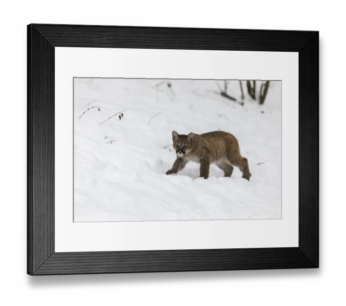 Framed Print : One cougar kitten, Puma concolor