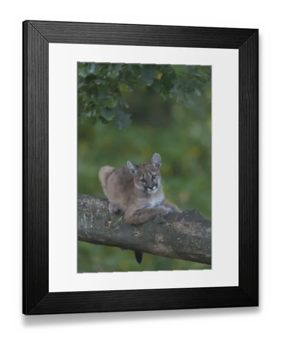 Framed Print : One cougar kitten, Puma concolor Framed Print : One cougar kitten, Puma concolor