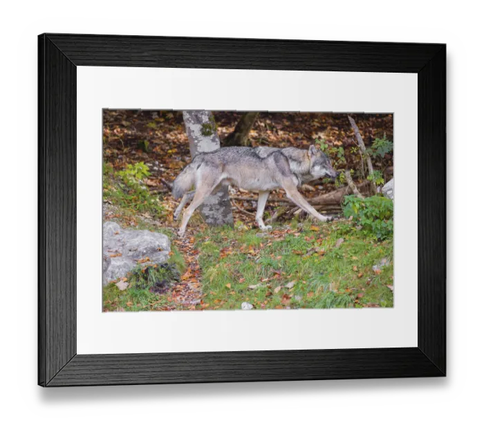 Framed Print : A eurasian gray wolf (Canis lupus lupus) runs through a forest