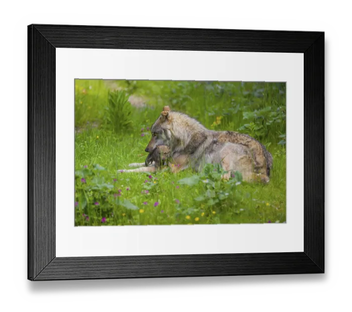 Framed Print : A male eurasian gray wolf (Canis lupus lupus) rests with a pup in his mouth next to the new safer den
