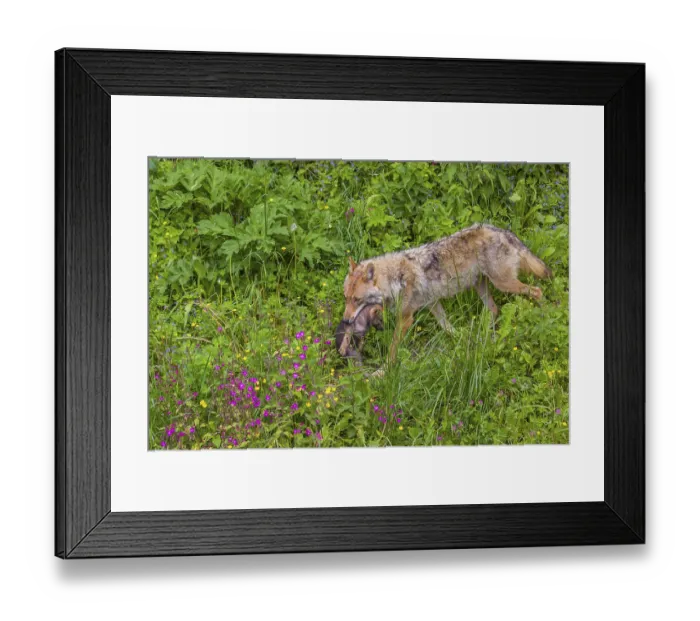 Framed Print : A female eurasian gray wolf (Canis lupus lupus) carries a pup to another