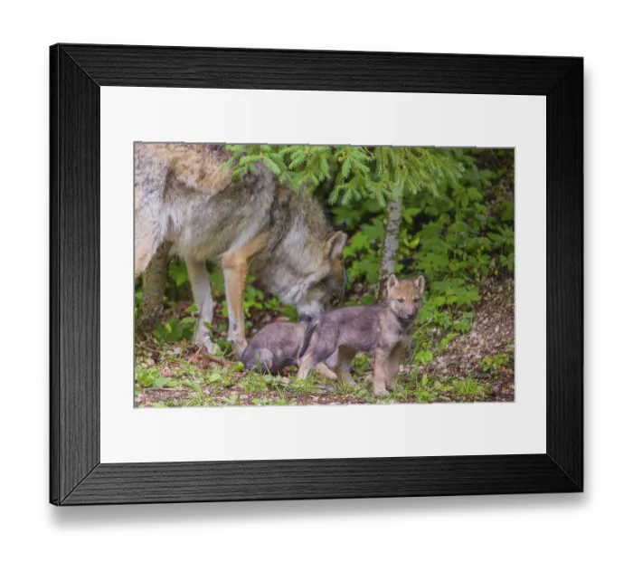 Framed Print : A male Eurasian Grey Wolf (Canis lupus lupus) feeds his pups with meat that he chokes out