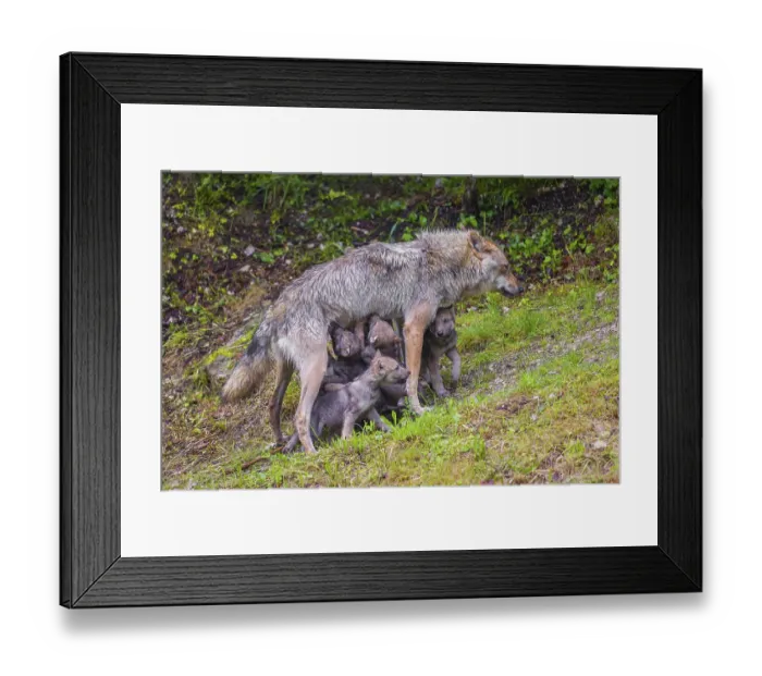 Framed Print : A female grey wolf (Canis lupus lupus)nurses her pups near their den Framed Print : A female grey wolf (Canis lupus lupus)nurses her pups near their den