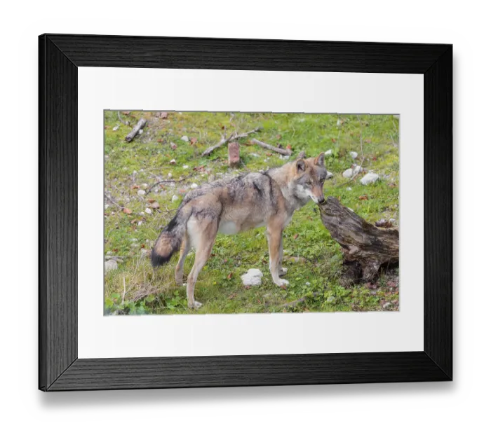 Framed Print : A young grey wolf (Canis lupus lupus) stands on a green meadow and sniffs on a root of a dead tree