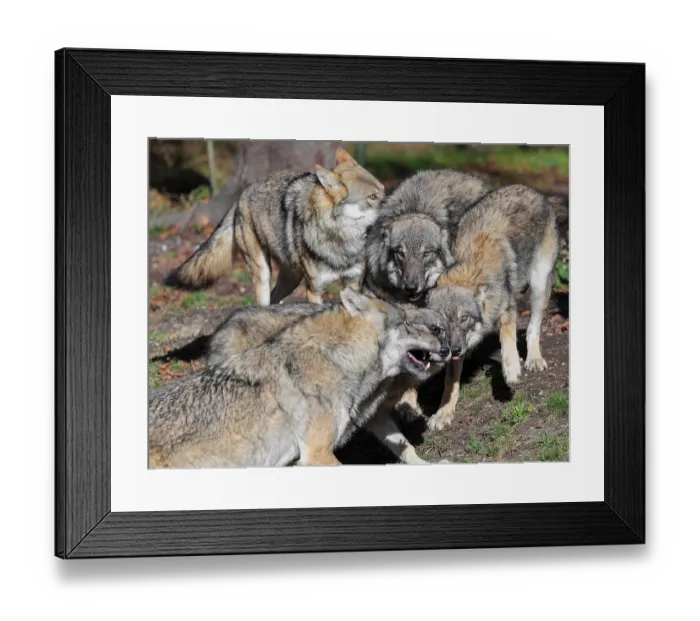 Framed Print : A pack of Eurasian grey wolves (Canis lupus lupus) stand at the edge of the forest Framed Print : A pack of Eurasian grey wolves (Canis lupus lupus) stand at the edge of the forest