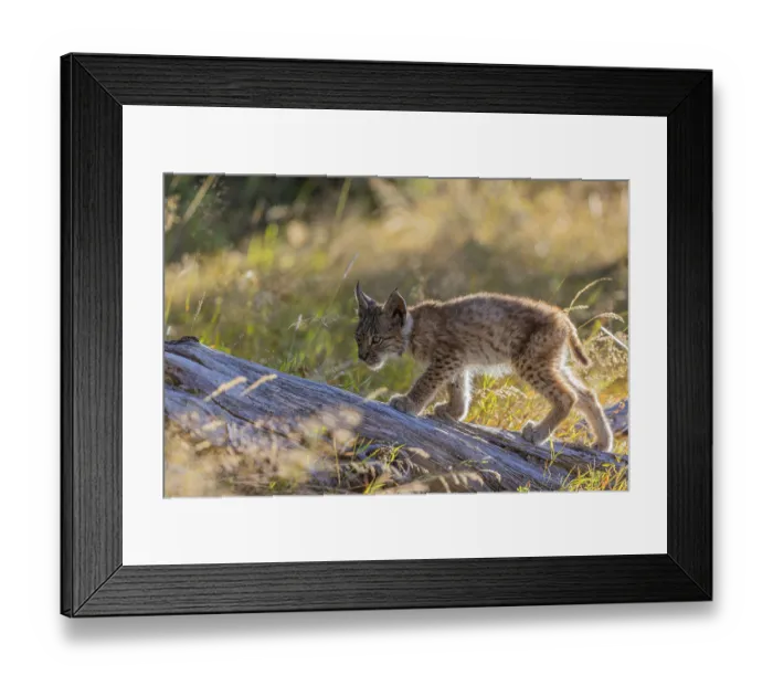 Framed Print : One young (10 weeks old) male Eurasian lynx Framed Print : One young (10 weeks old) male Eurasian lynx