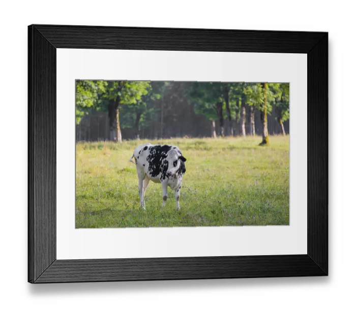 Framed Print : A Holstein Friesian cattle grazing on the alpine pasture with maple trees