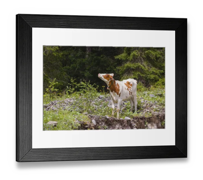 Framed Print : A Holstein-Friesian cattle grazing on a mountain pasture in steep Framed Print : A Holstein-Friesian cattle grazing on a mountain pasture in steep