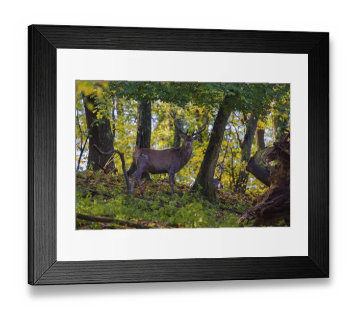 Framed Print : A Red Deer stag (Cervus elaphus) stands in a forest