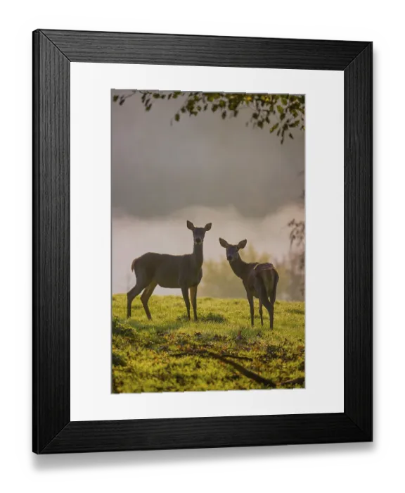 Framed Print : Two red deer hind (Cervus elaphus) stand backlit on a meadow Framed Print : Two red deer hind (Cervus elaphus) stand backlit on a meadow