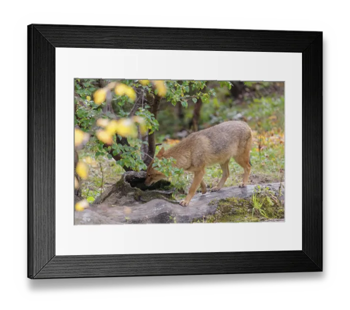 Framed Print : A golden jackal (Canis aureus)