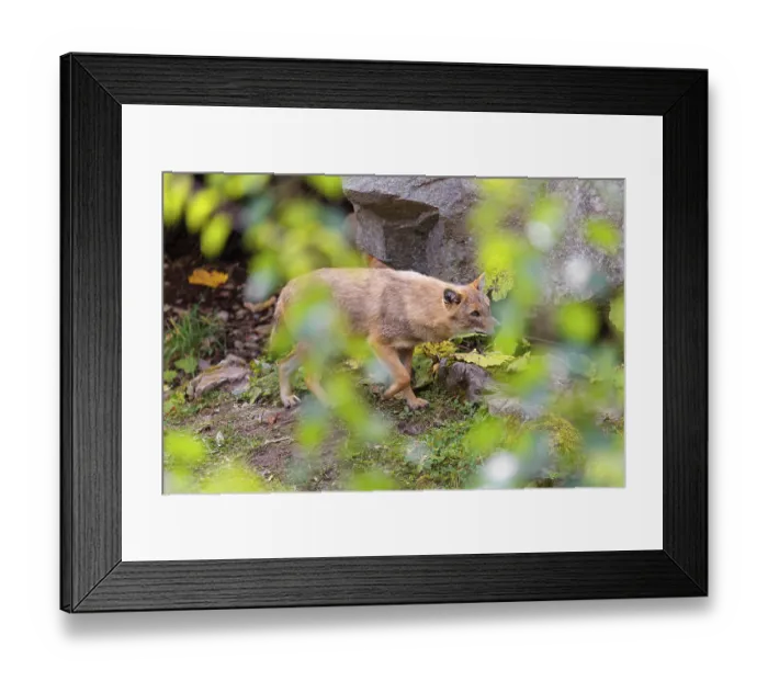 Framed Print : A golden jackal (Canis aureus) runs between rocks across a green meadow Framed Print : A golden jackal (Canis aureus) runs between rocks across a green meadow