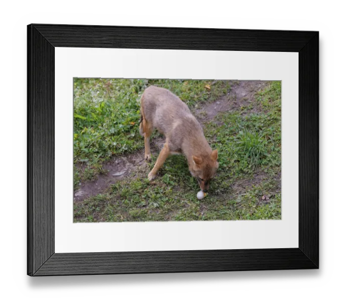 Framed Print : A golden jackal (Canis aureus) eats a hen's egg in a green meadow A golden jackal (Canis aureus)
