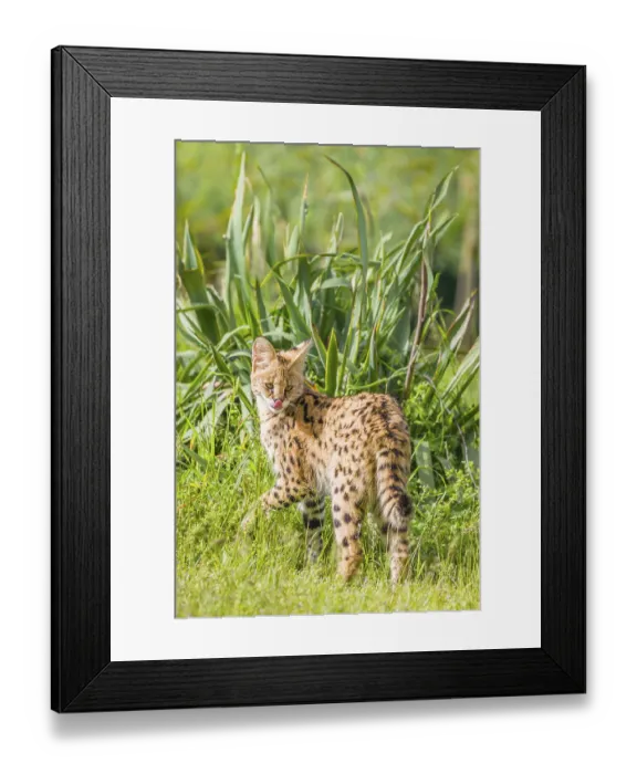 Framed Print : A serval, Leptailurus serval, stands on a green meadow on a sunny day
