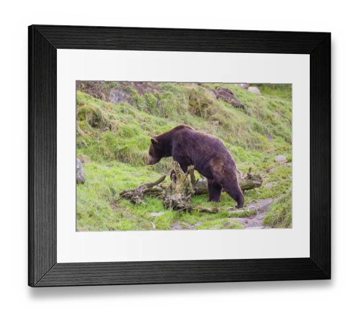 Framed Print : A eurasian brown bear (Ursus arctos arctos) runs across a meadow in hilly terrain Framed Print : A eurasian brown bear (Ursus arctos arctos) runs across a meadow in hilly terrain