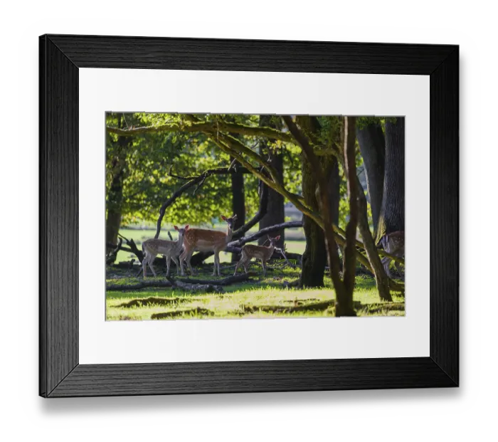 Framed Print : A female fallow deer (Dama dama) stands with her two fawns on a green meadow in the forest Framed Print : A female fallow deer (Dama dama) stands with her two fawns on a green meadow in the forest