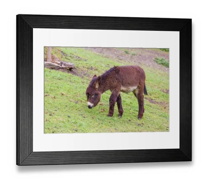 Framed Print : A young domestic donkey, Equus (africanus) asinus stands on a green paddock