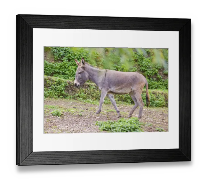 Framed Print : A grey domestic donkey, Equus (africanus) asinus crosses a paddock