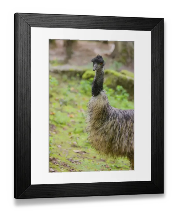 Framed Print : Portrait of an emu, Dromalus novaehollandiae Framed Print : Portrait of an emu, Dromalus novaehollandiae