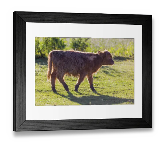 Framed Print : A Highland calf (Bos primigenius taurus) walks across a meadow in strong backlighting