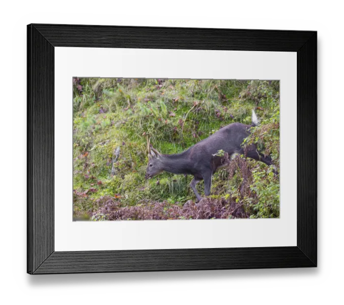 Framed Print : A young male Japanese sika deer (Cervus nippon nippon)