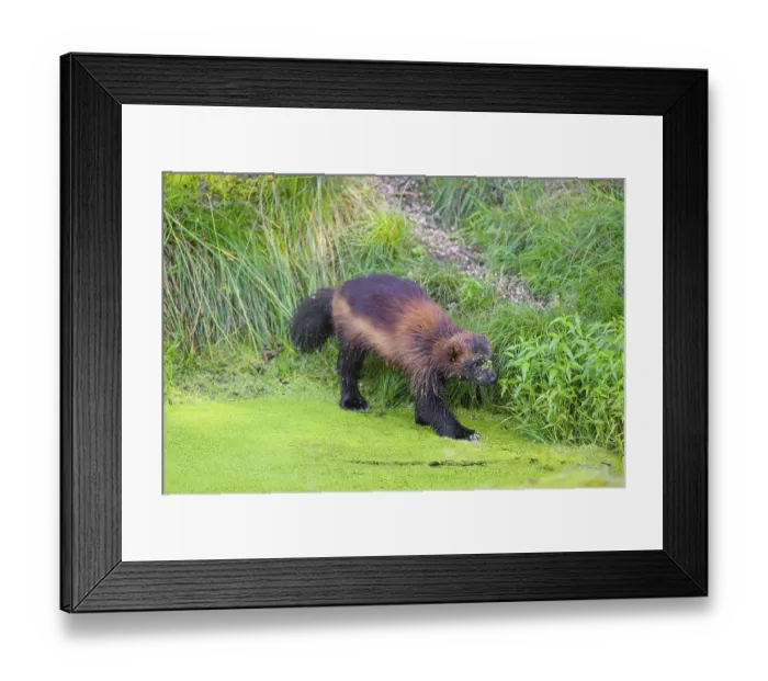 Framed Print : A wolverine, (Gulo gulo), stands in the water of a small pond