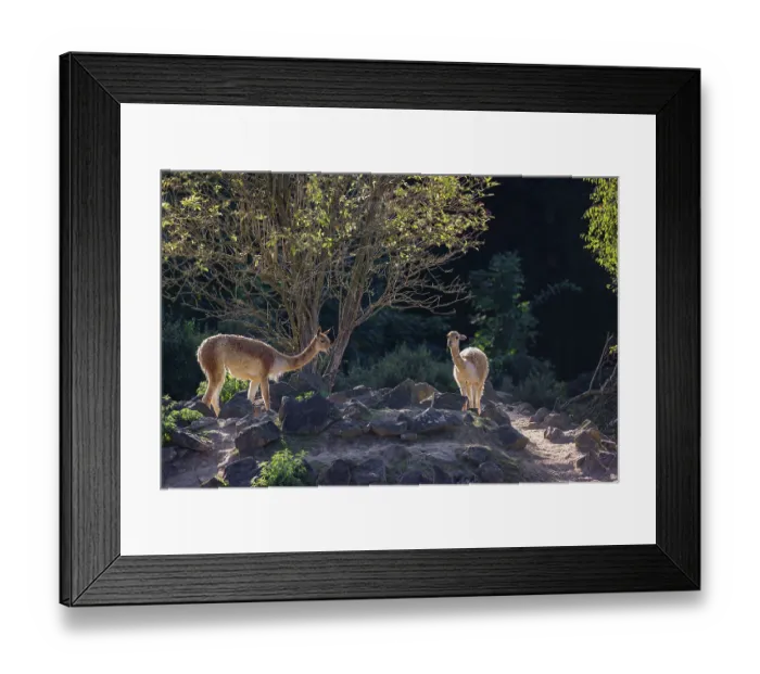 Framed Print : Two vicunas (Lama vicugna) stand on rocky terrain under a tree in a backlit scene