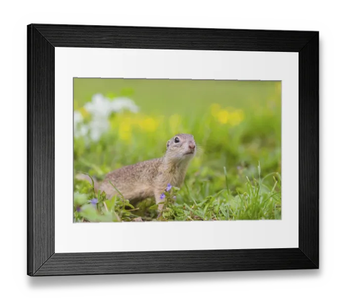 Framed Print : An adult European ground squirrel (Spermophilus citellus)
