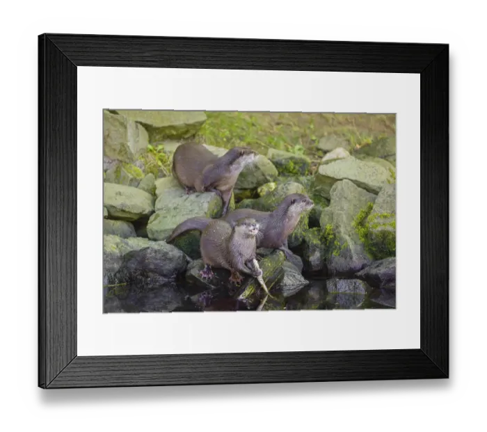 Framed Print : Three oriental small-clawed otter or Asian small-clawed otter (Aonyx cinerea) are standing on a rocky shore