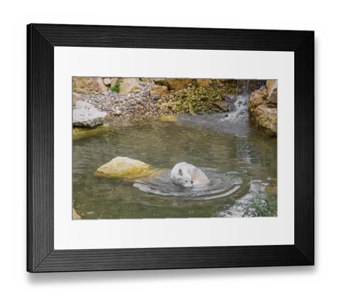 Framed Print : An Arctic wolf (Canis lupus arctos) stands in a pool of water below a small waterfall