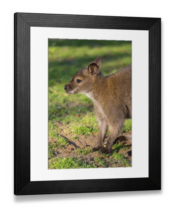Framed Print : Red-necked wallaby or Bennett's wallaby (Macropus rufogriseus) with cub in her pouch Framed Print : Red-necked wallaby or Bennett's wallaby (Macropus rufogriseus) with cub in her pouch