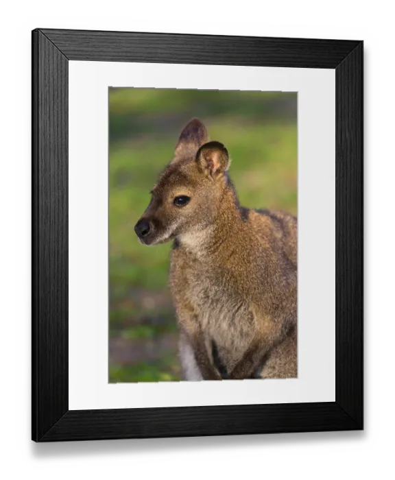 Framed Print : Red-necked wallaby or Bennett's wallaby (Macropus rufogriseus) with cub in her pouch