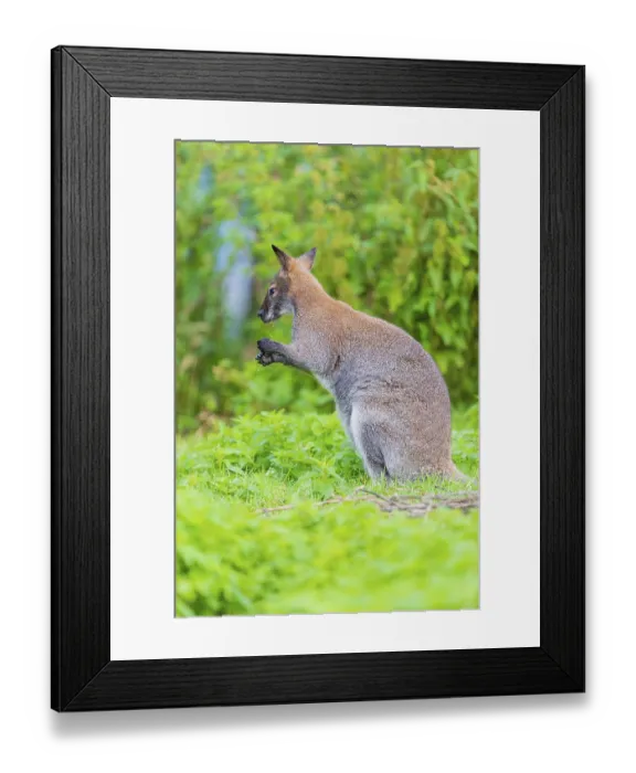 Framed Print : Red-necked wallaby or Bennett's wallaby (Macropus rufogriseus)